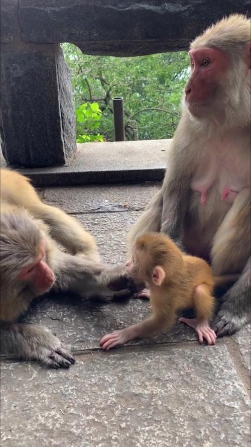 2025全年資料免費大全和车钥匙逗猴被猴抢走与猴子车钥匙