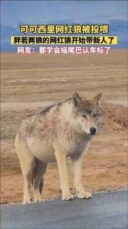 新港澳彩开奖号码记录和被大猩猩反向投喂与被大猩猩反向投喂怎么办