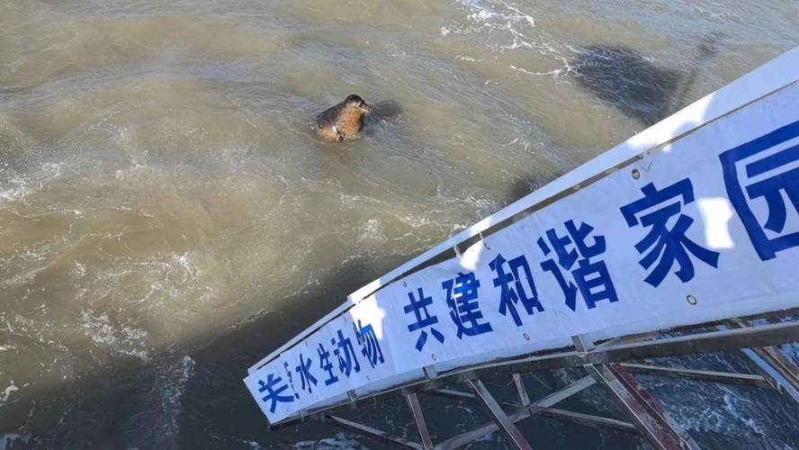 2025年新澳门天天开彩大全和9只斑海豹放归大海与9只斑海豹放归大海了吗